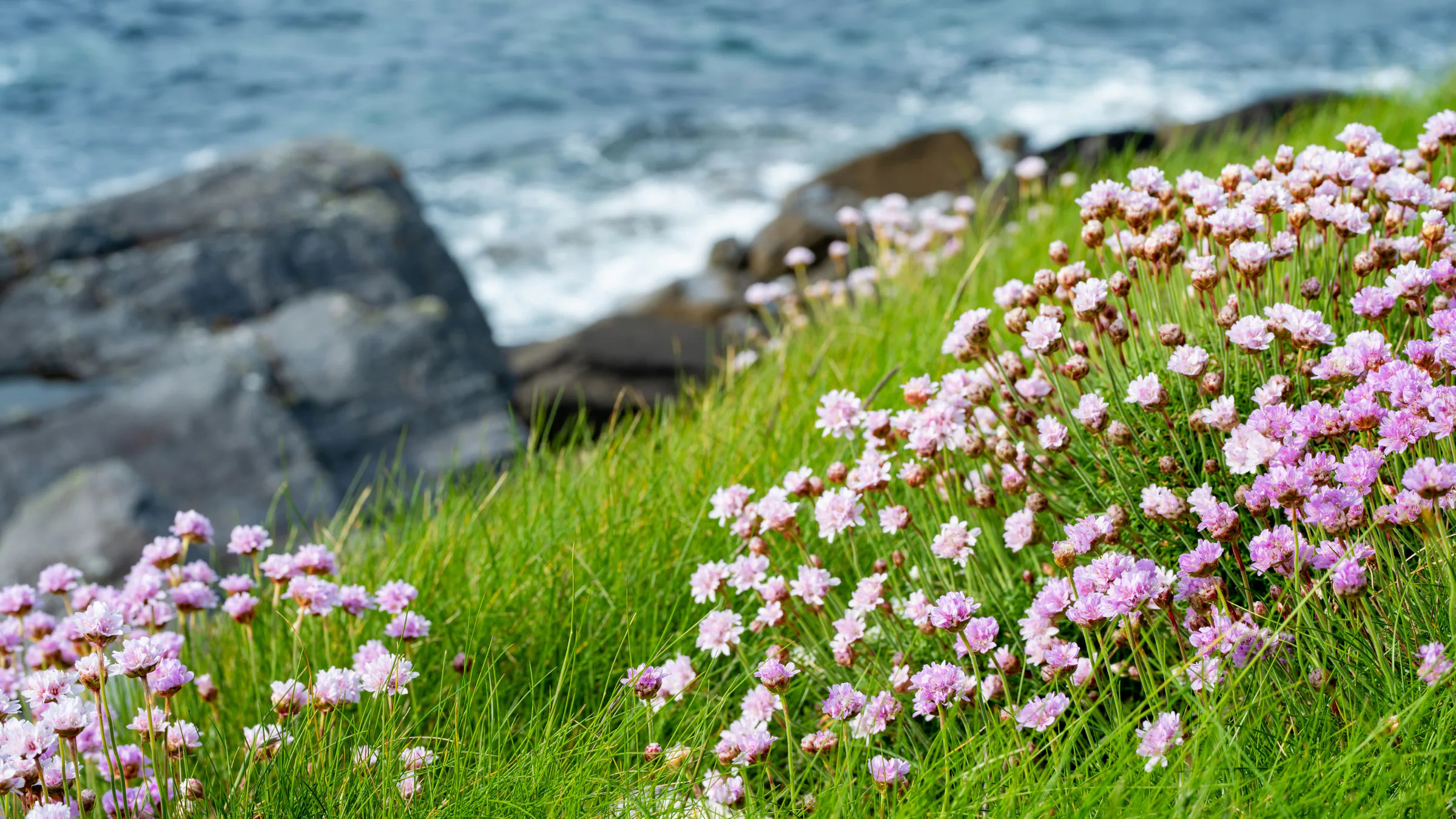 Sea thrift flowering above the Atlantic in County Kerry