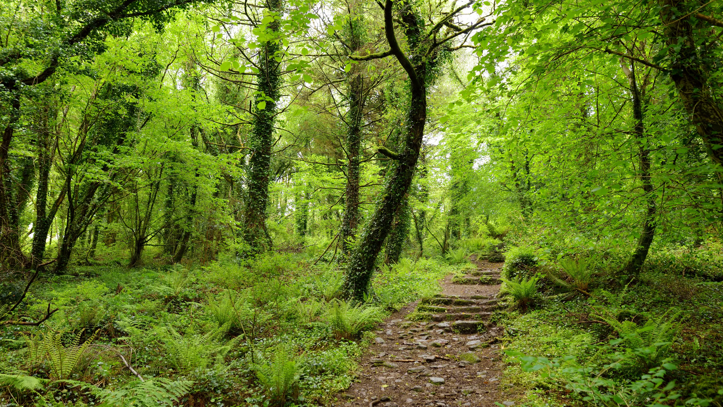 A wooded path in County Kerry